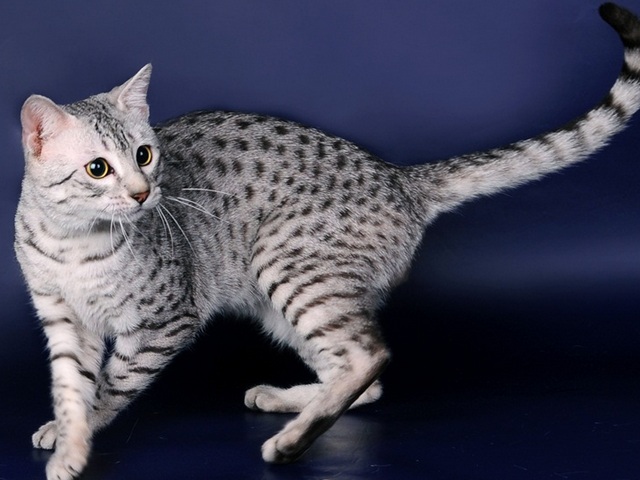 Породы кошек в Краснотурьинске | ЗооТом портал о животных