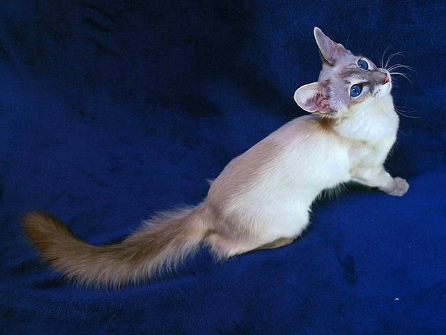 Выведенные породы кошек в Краснотурьинске | ЗооТом портал о животных