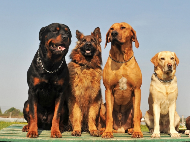Крупные породы собак в Краснотурьинске | ЗооТом портал о животных